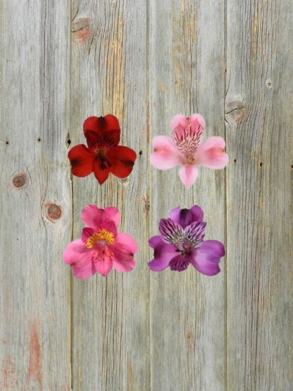 CUPID PACK 2026 ALSTROMERIA   ASSORTED COLORS